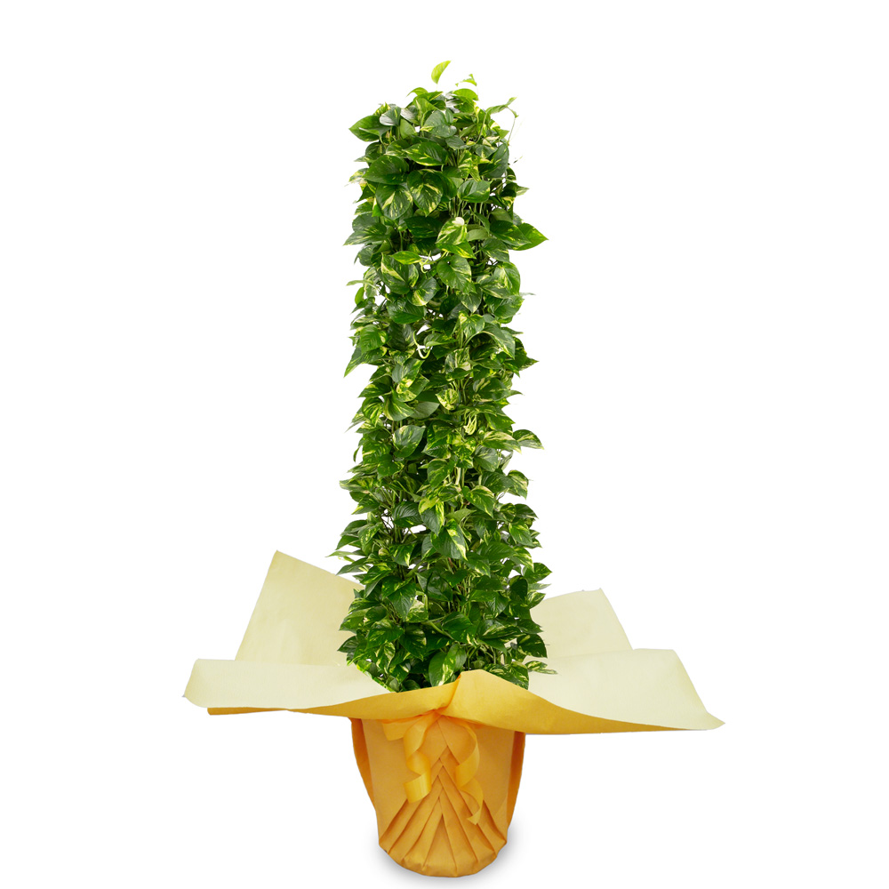 観葉植物「ポトス10号 ラッピング」｜法人向けビジネスフラワーギフト