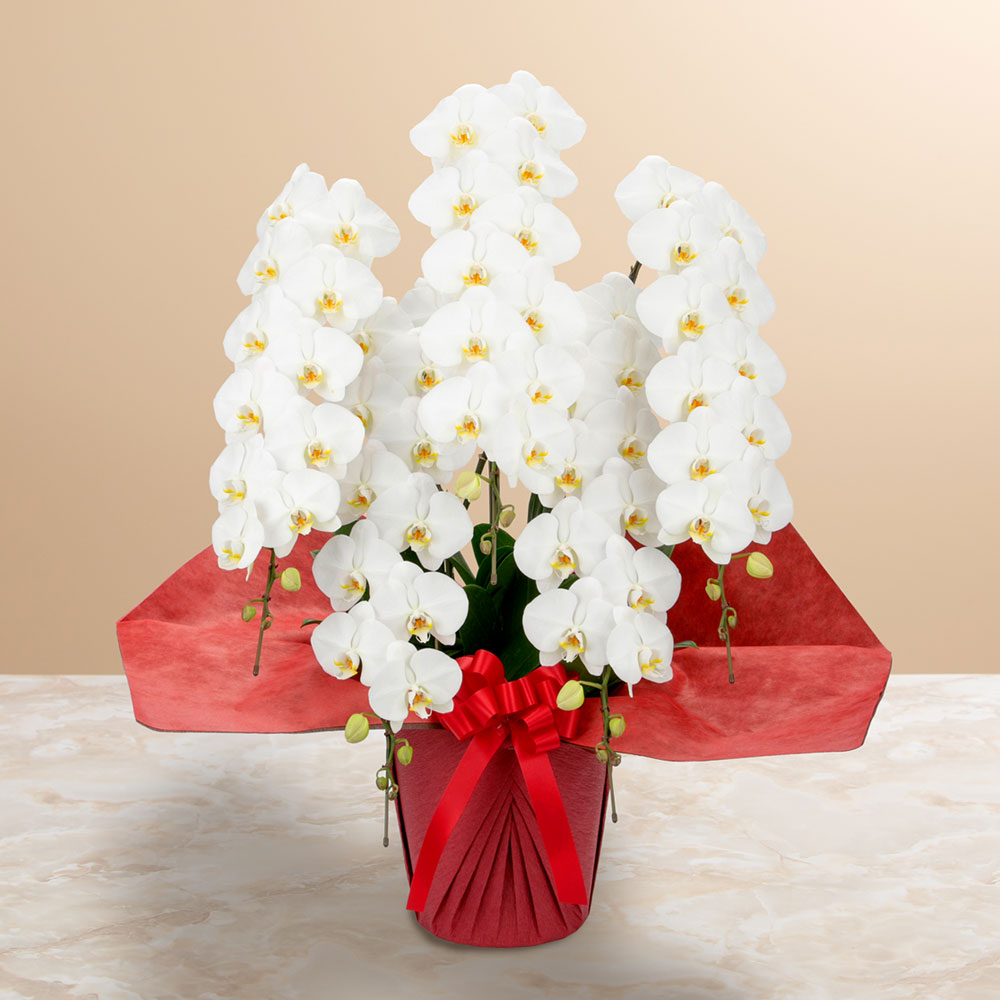 超希少　フランクリンミント社　イギリス　1981年　ボール　鳥　大鉢 超希少 フランクリンミント社 イギリス 1981年 ボール 鳥 大鉢