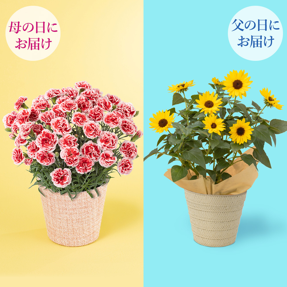 �l�C�̔��A���R���{�u�������z�C�b�v���\���V�[�J�[�̃Z�b�g�v