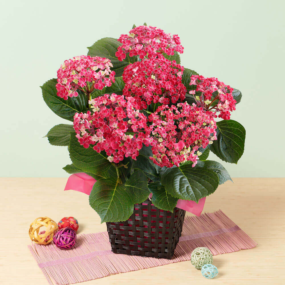 イイハナ 母の日 鉢植え アジサイ 華あられ 花のプレゼント ギフト