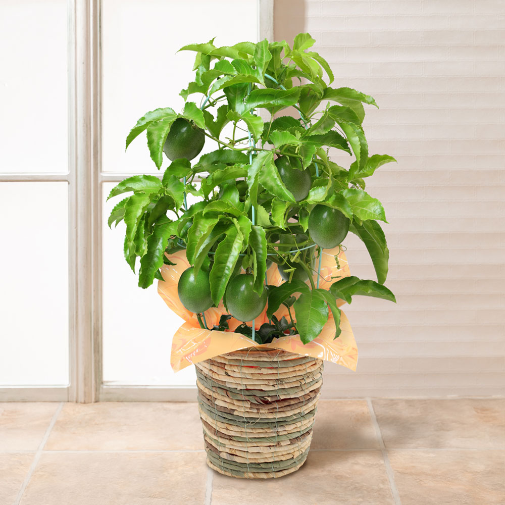 イイハナ 父の日 鉢植え おうち果樹園 パッションフルーツ 花のプレゼント ギフト