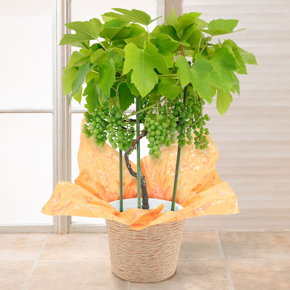 イイハナ 父の日 鉢植え おうち果樹園 デラウェア 花のプレゼント ギフト