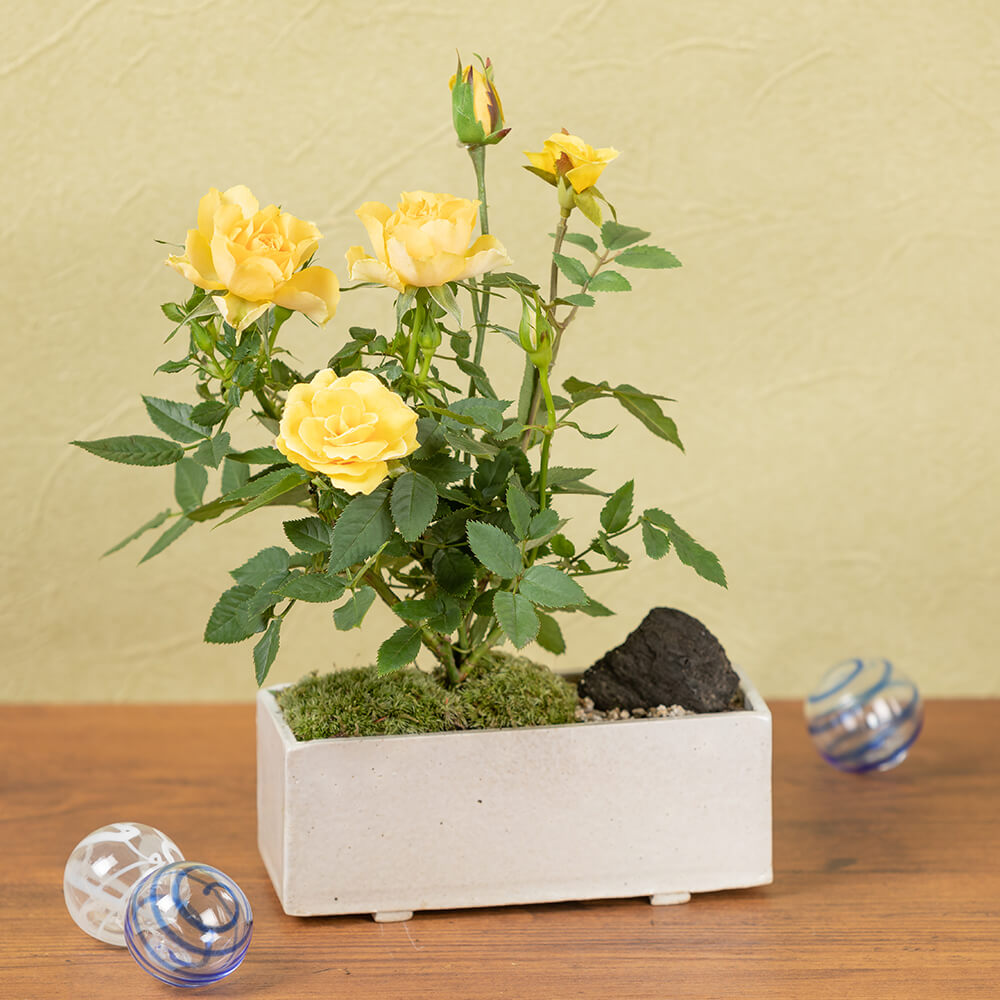 イイハナ 父の日 鉢植え ミニバラ盆栽仕立て 花のプレゼント ギフト