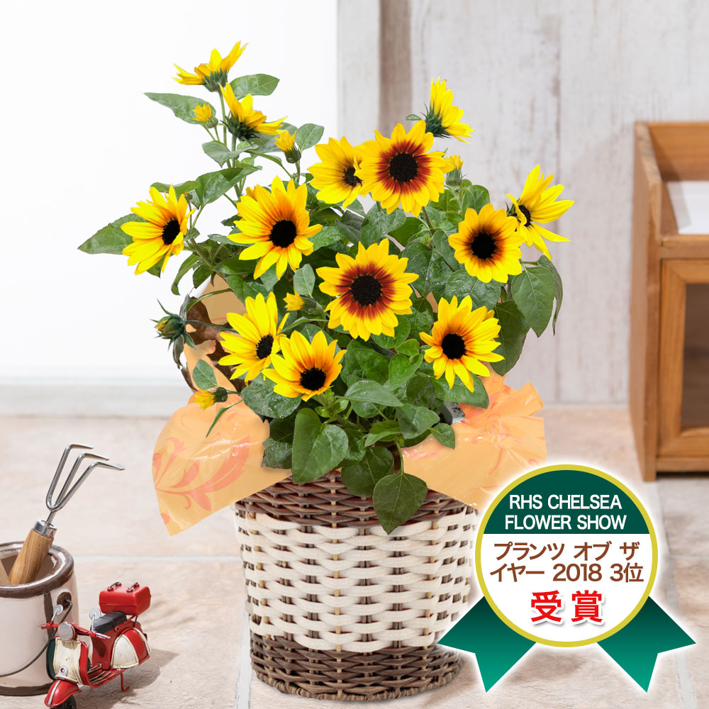 イイハナ 父の日 鉢植え ひまわり サンビリーバブル 花のプレゼント ギフト