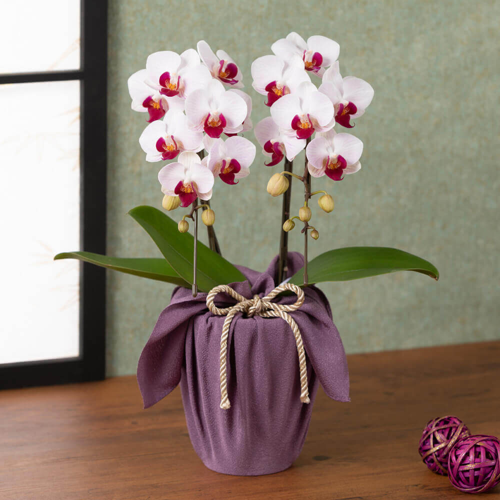 イイハナ 敬老の日 鉢植え 長寿を祝う胡蝶蘭 葡萄 花のプレゼント ギフト