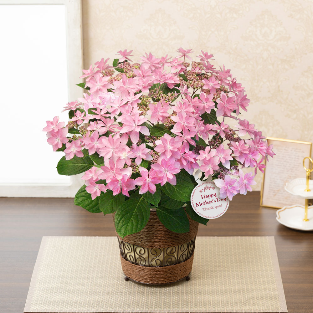 イイハナ 母の日 鉢植え アジサイ ダンスパーティー 花のプレゼント ギフト