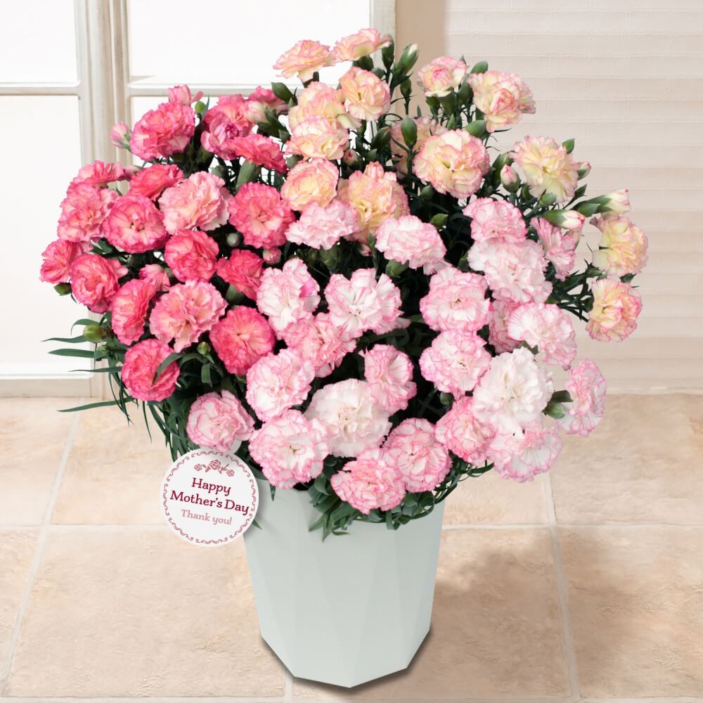 イイハナ 母の日 鉢植え プレミアムカーネーション パステルミックス 花のプレゼント ギフト