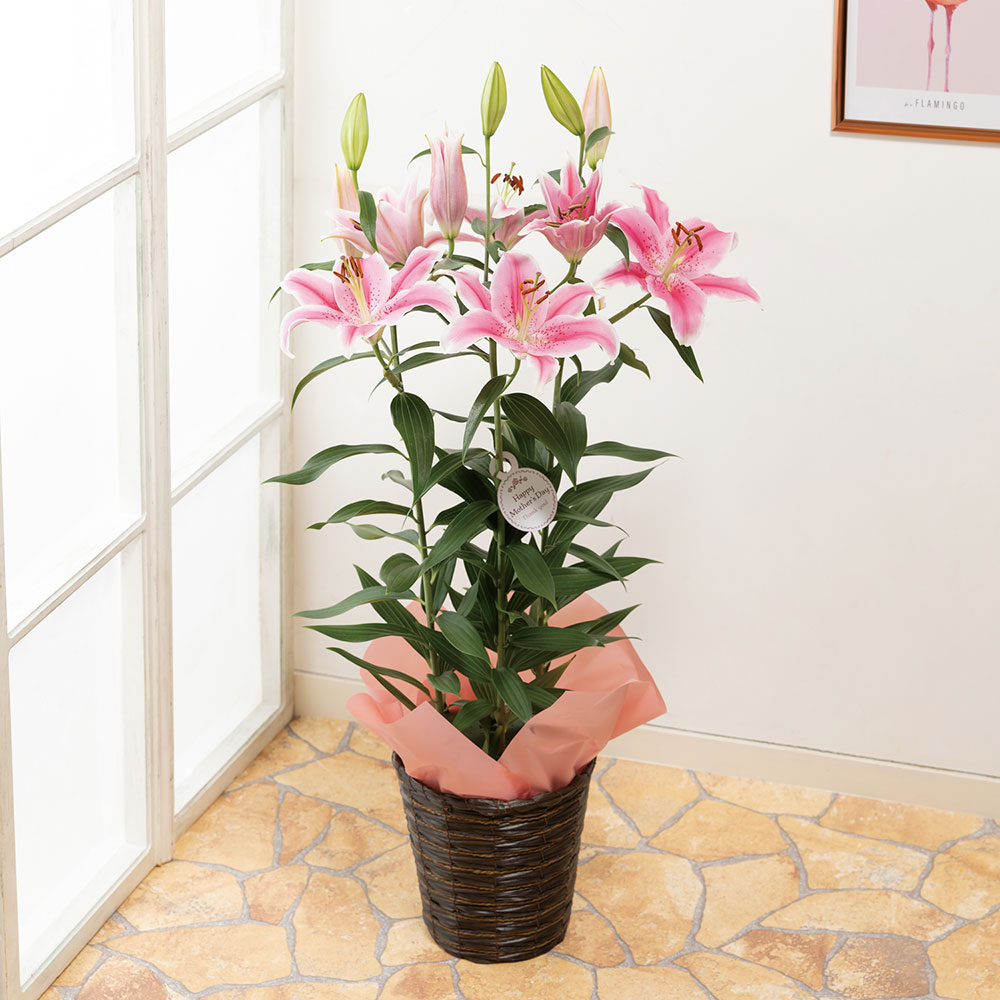イイハナ 母の日 鉢植え オリエンタルリリー ソルボンヌ 甘い香りに包まれて 花のプレゼント ギフト