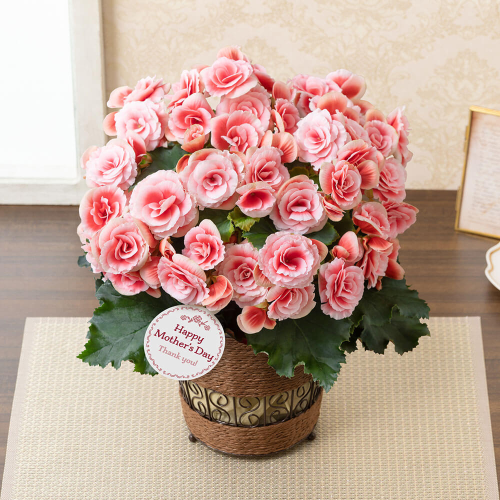 イイハナ 母の日 鉢植え 大輪バラ咲きベゴニア ボリアス 花のプレゼント ギフト