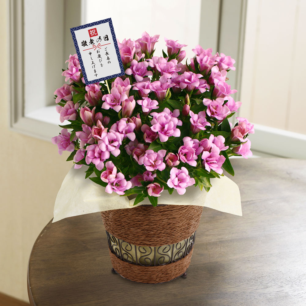 イイハナ 敬老の日 鉢植え 八重咲きりんどう 桜孔雀 花のプレゼント ギフト