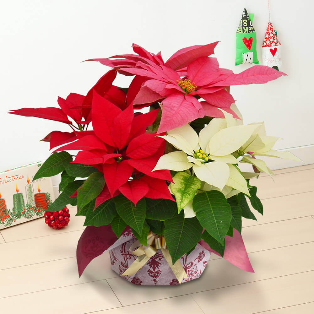 イイハナ 鉢植え ミックス クリスマス 7号 クリスマスの花プレゼント ギフト