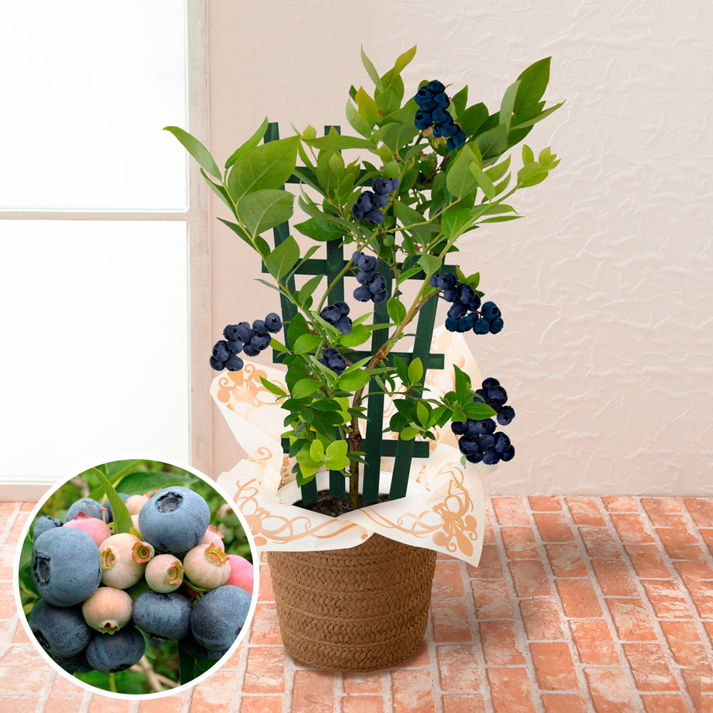 Igw5yxpadvexbm Igw5yxpadvexbm