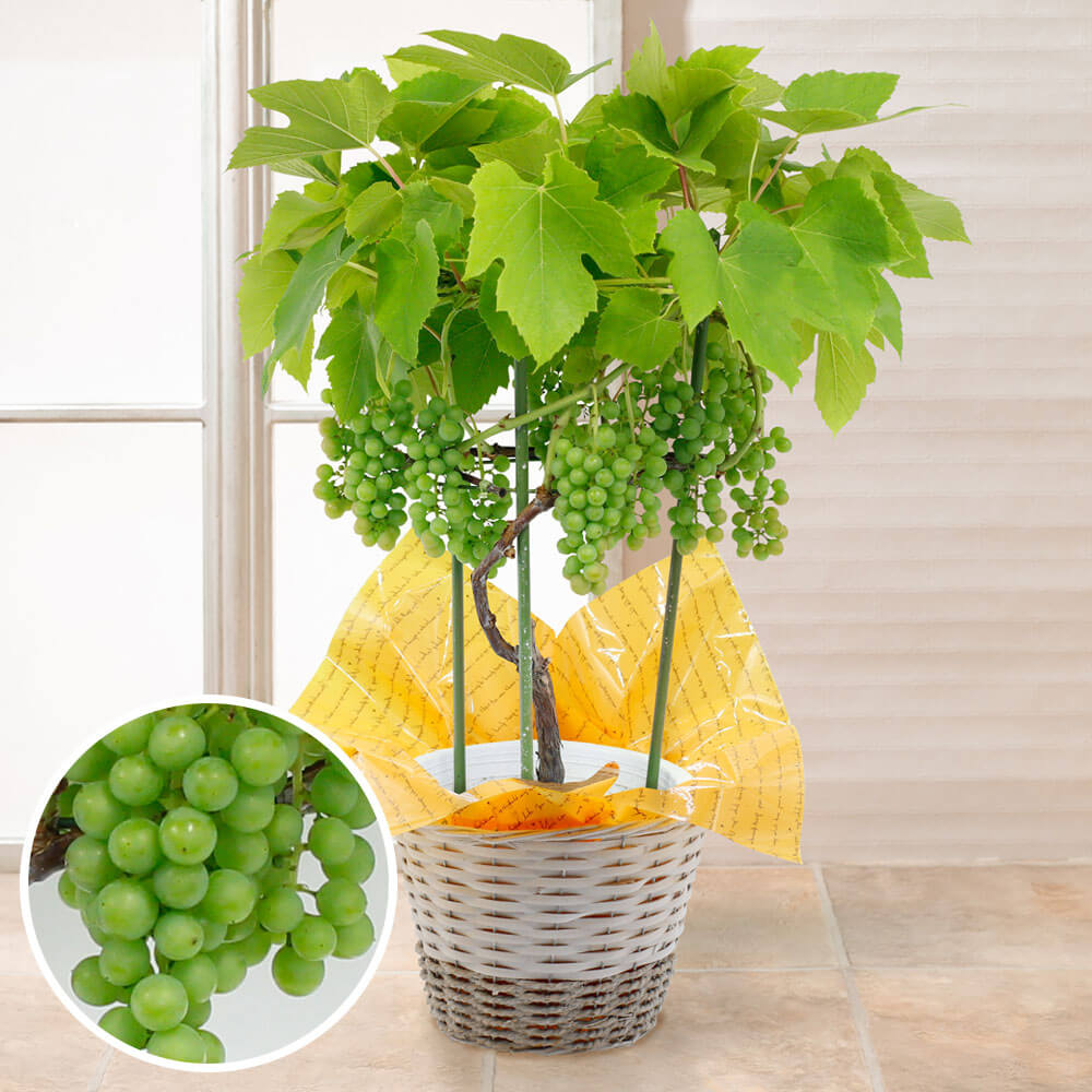 Aycakxzvdj2iwm Aycakxzvdj2iwm