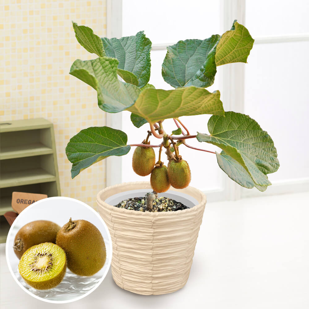 zlitfvpyrp M zlitfvpyrp M