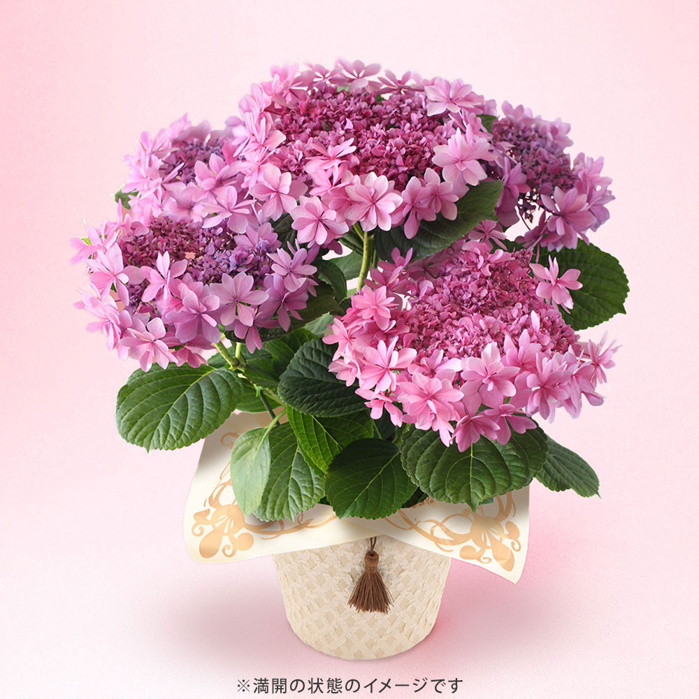 母の日 ギフト プレゼント 紫陽花 あじさい 鉢植え 「ブーケ咲き 