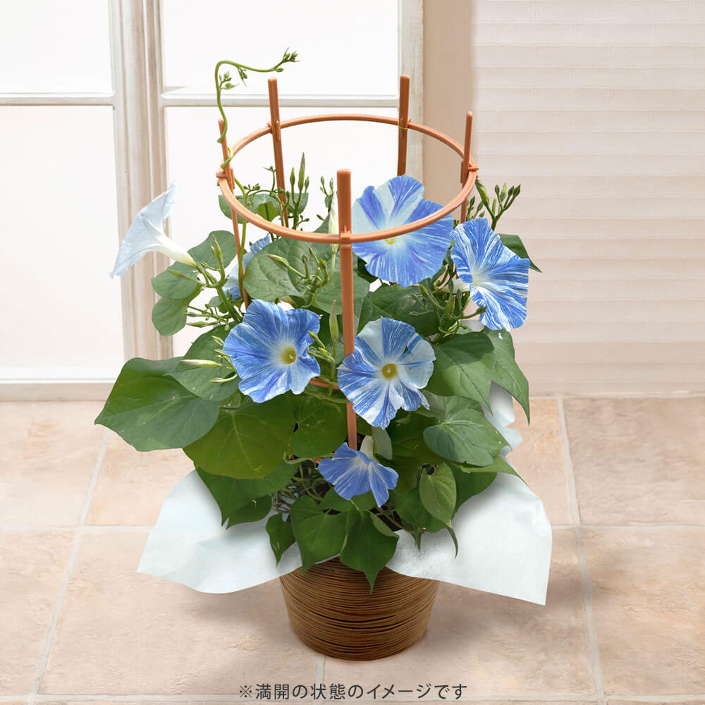 イイハナ】父の日 鉢植え「朝顔 マジックオーシャン」│花のプレゼント