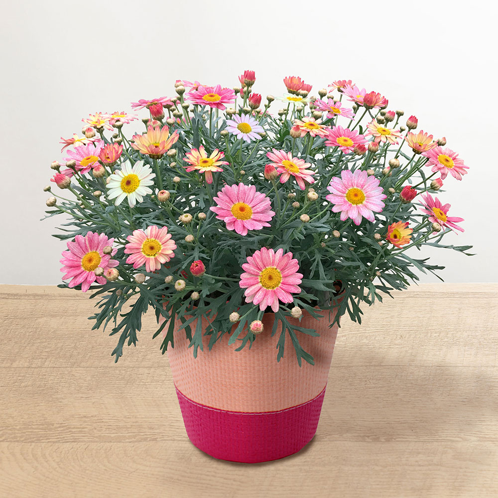 魅力的な花コルチカムの花言葉と文化的意義を探る