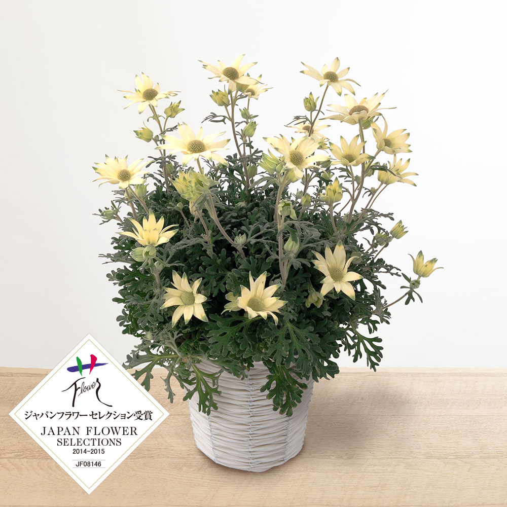 母の日 鉢植え「フランネルフラワー フェアリームーン