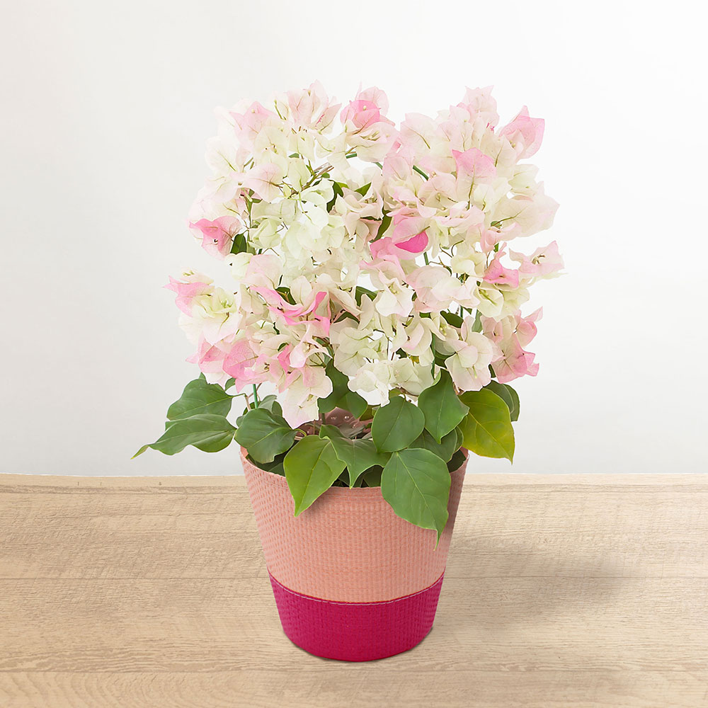 ✨✨✨ブーゲンビレア【名花◎美らさん】検/筏葛/涼盆栽/美株品 ブーゲンビレア (Bougainvillea spectabilis)