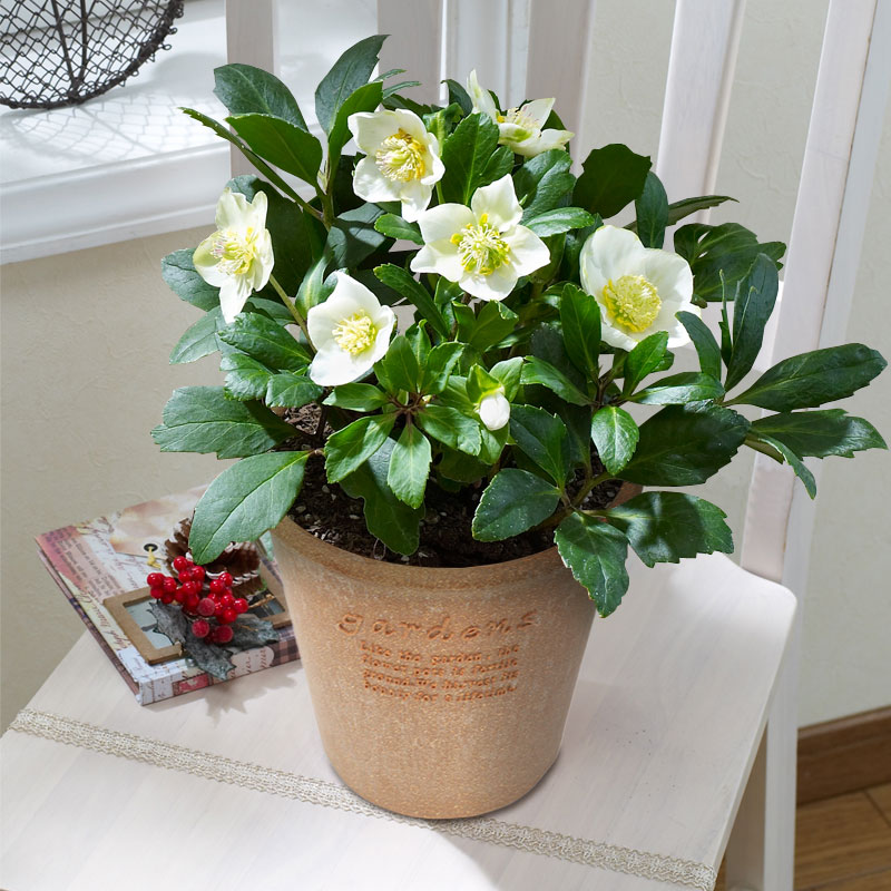 クリスマスローズ「ニゲル｜クリスマスの花特集｜フラワーギフト通販