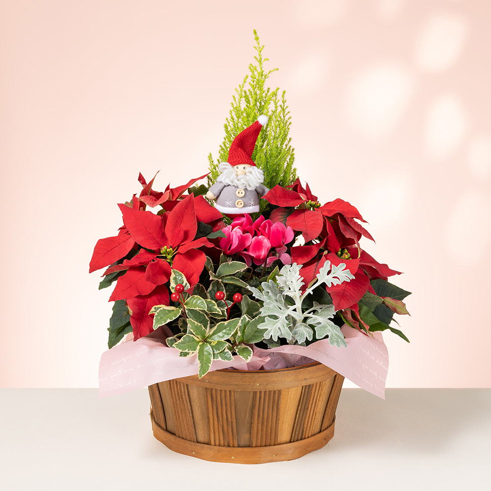 寄せ鉢「サンタのクリスマスガーデン」｜クリスマスの花特集｜フラワー