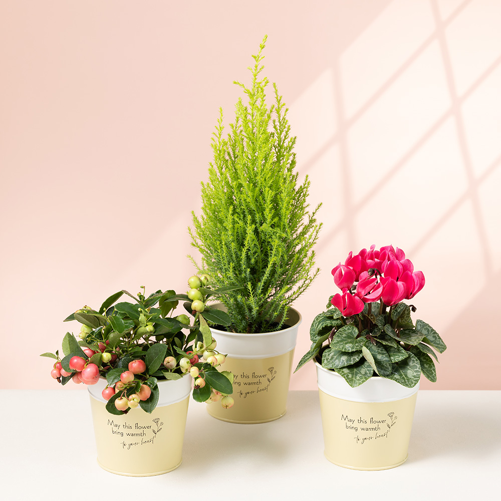 鉢植え「エンジョイ！クリスマス」｜クリスマスの花特集｜フラワー