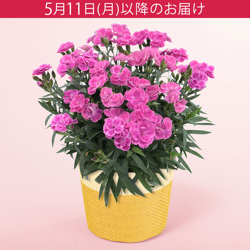 母の日 カーネーション「ガーデンカーネーション スイーツライラック
