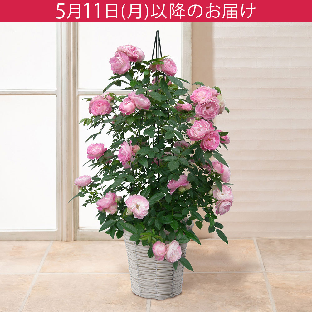 母の日 鉢植え「RoseTower ピーチジュエル」｜フラワーギフト通販なら