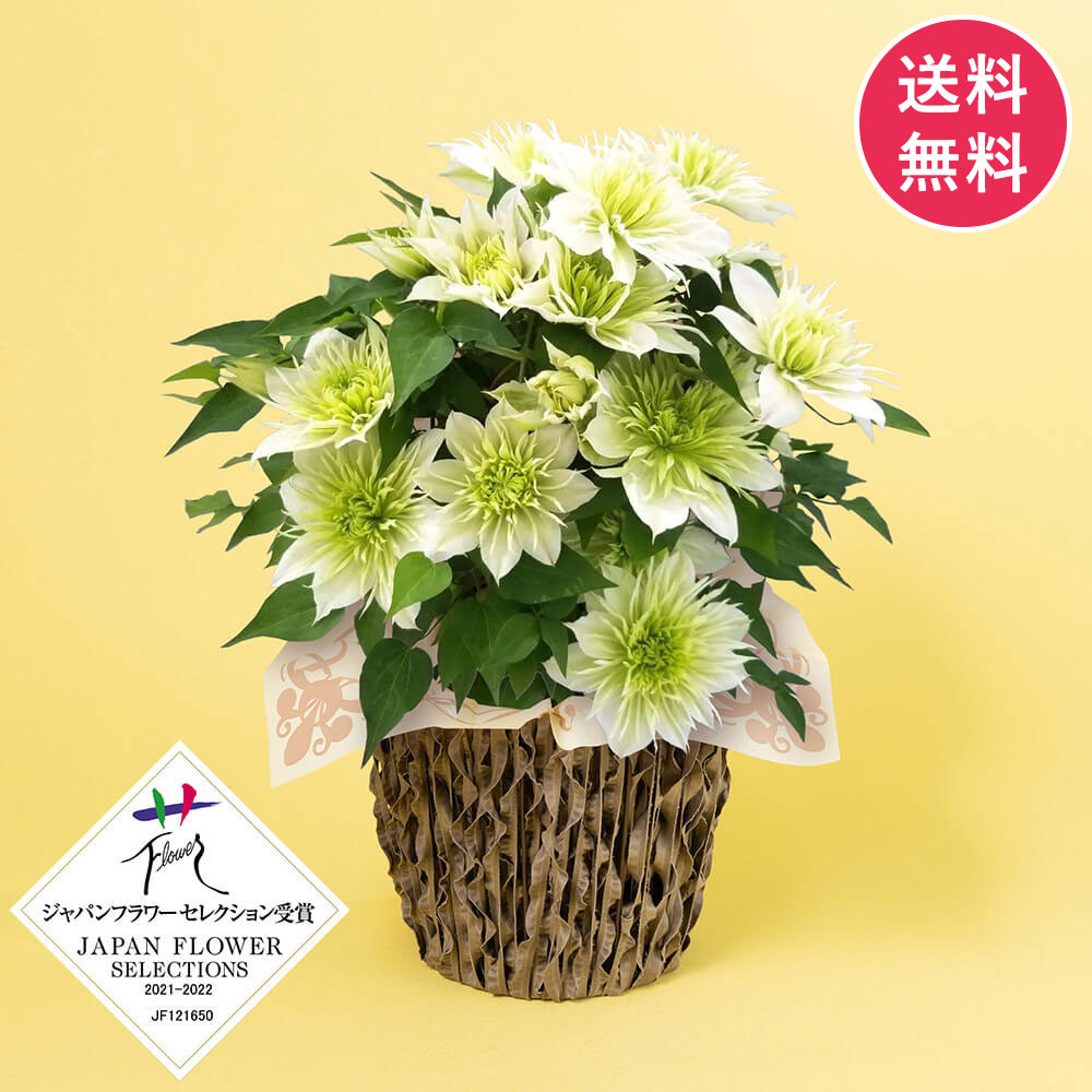 母の日 鉢植え「八重咲きクレマチス 華川」｜フラワーギフト通販なら
