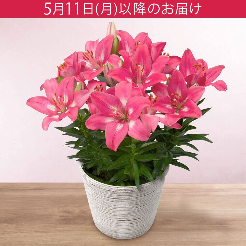 母の日 鉢植え「スカシユリ」｜フラワーギフト通販ならイイハナ