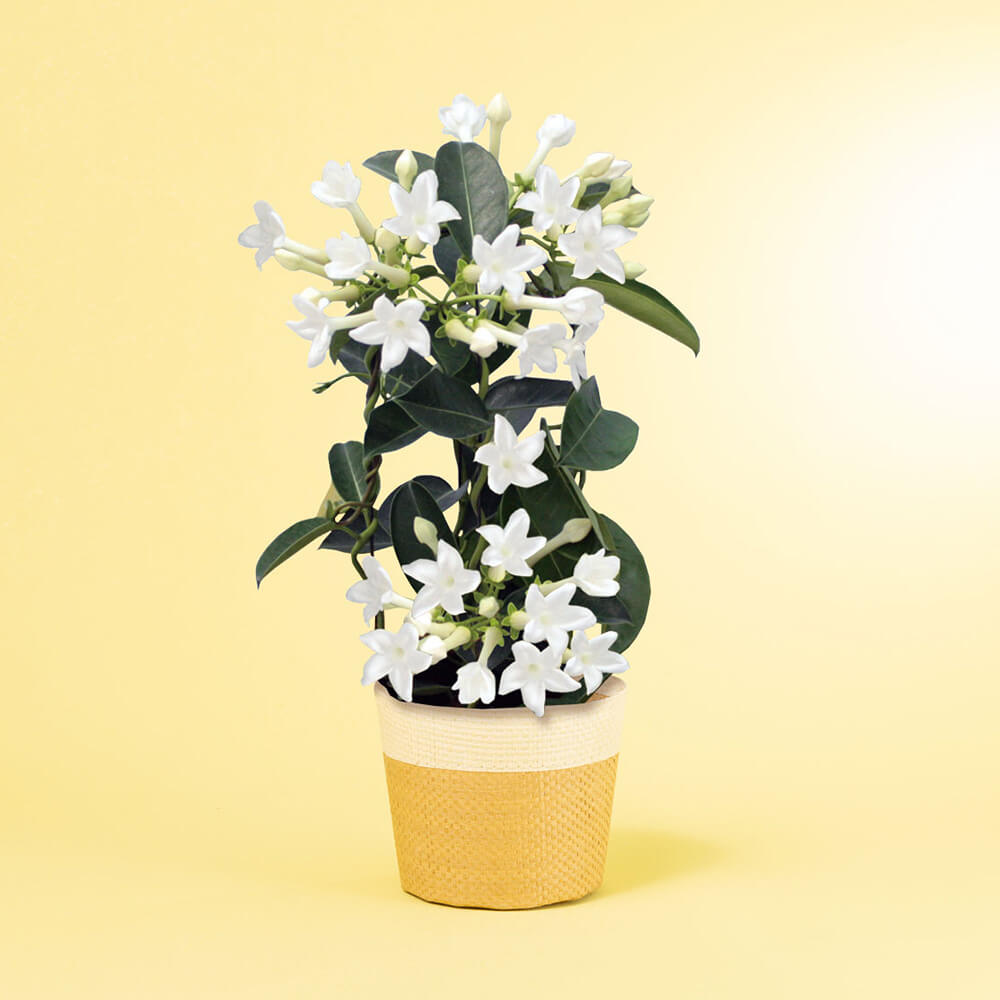 母の日 鉢植え「ジャスミン マダガスカルジャスミン」｜フラワーギフト
