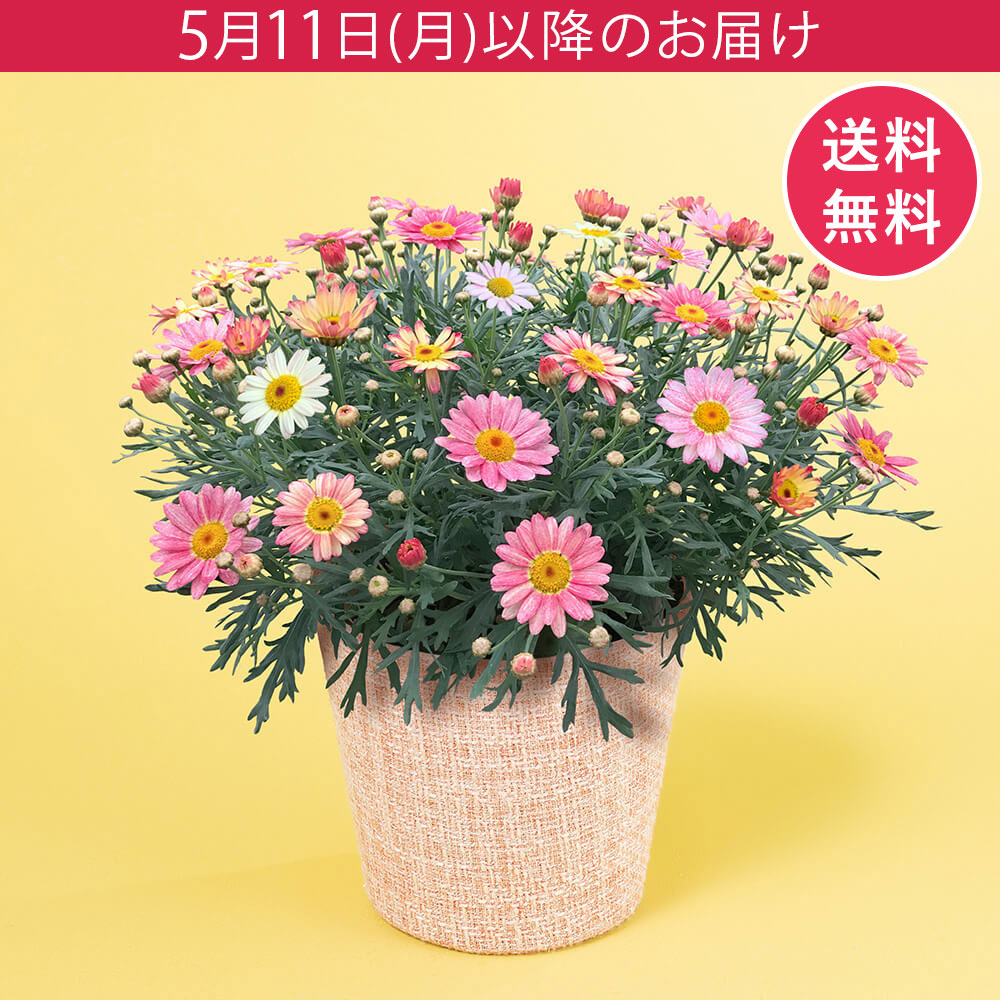 母の日 鉢植え「花色変わるマーガレット 苺ミルク」｜フラワーギフト