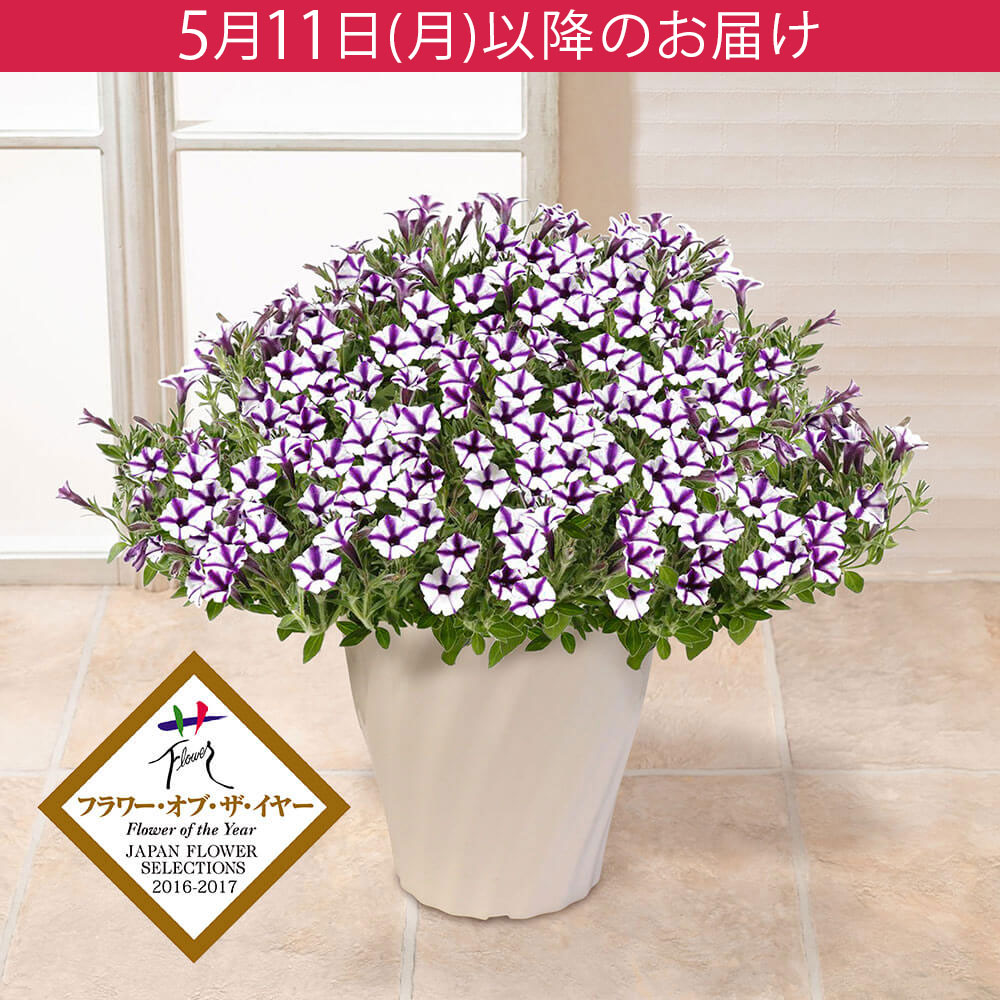 母の日 鉢植え「スーパーチュニア（R） ビスタミニブルースター