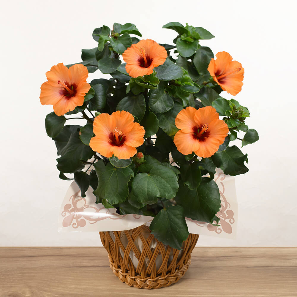 母の日 鉢植え「ハイビスカス プチオレンジ」｜フラワーギフト通販なら 