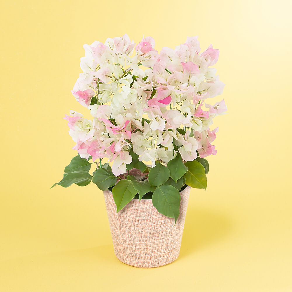 母の日 鉢植え「ブーゲンビリア ブライダルピンク」｜フラワーギフト