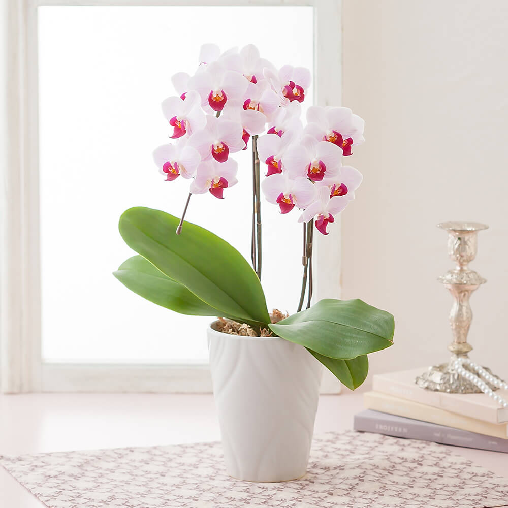 母の日 鉢植え「胡蝶蘭 リーベ2本立ち」｜フラワーギフト通販なら