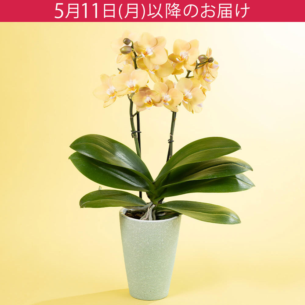 母の日 鉢植え「水やりラクチン胡蝶蘭 マロン」｜フラワーギフト通販