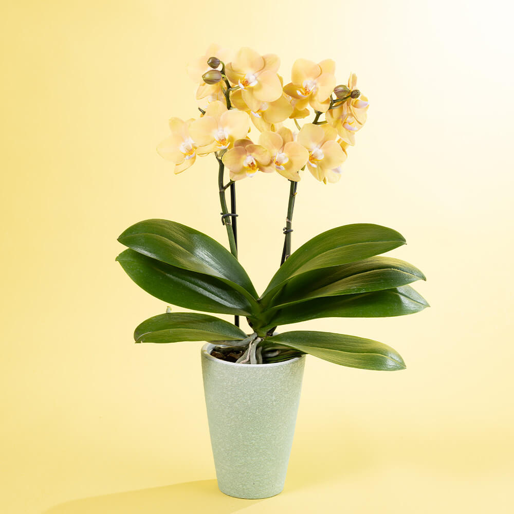 母の日 鉢植え「水やりラクチン胡蝶蘭 マロン」｜フラワーギフト通販