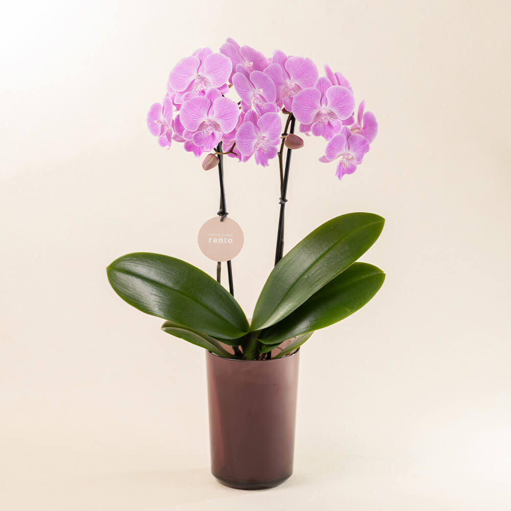 eギフト対応】母の日 鉢植え「胡蝶蘭 ビックリップキティ」｜フラワー