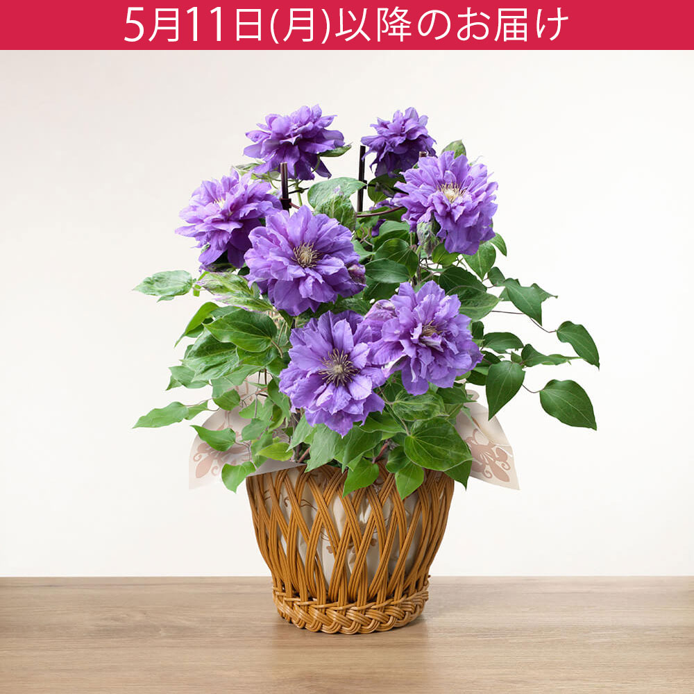 母の日 鉢植え「八重咲きクレマチス キリテカナワ」｜フラワーギフト