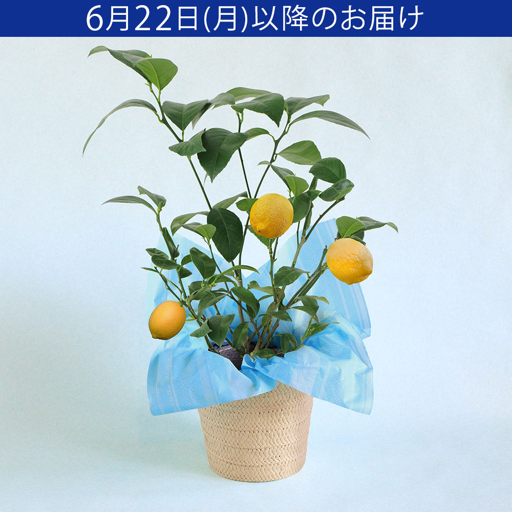 鉢植え「おうち果樹園　レモン」