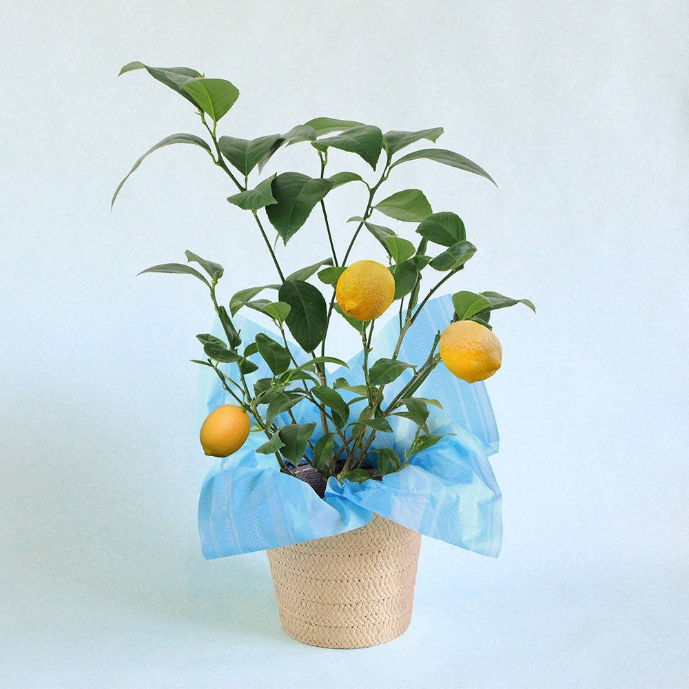 鉢植え「おうち果樹園　レモン」