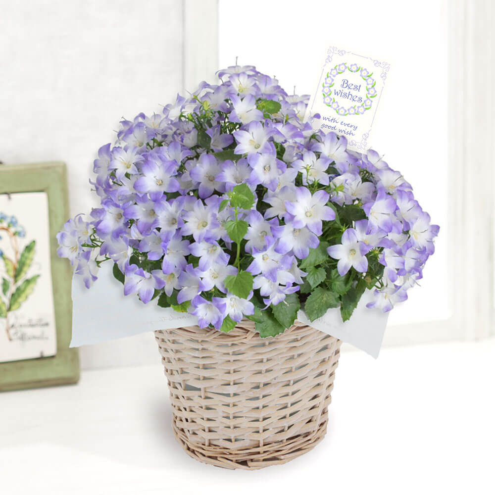 イイハナ 鉢植え カンパニュラ ファンシーミー 春の花特集