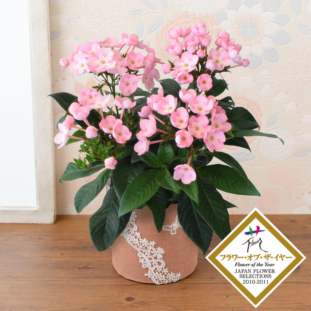 イイハナ 鉢植え 天然アロマの贈り物 におい桜 ココ 秋の花 ハロウィン特集