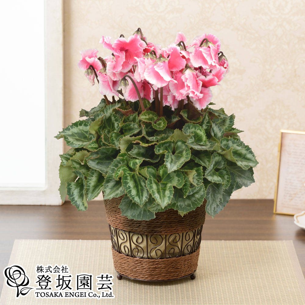 イイハナ 鉢植え シクラメン ひらり お歳暮 ウィンターギフト特集