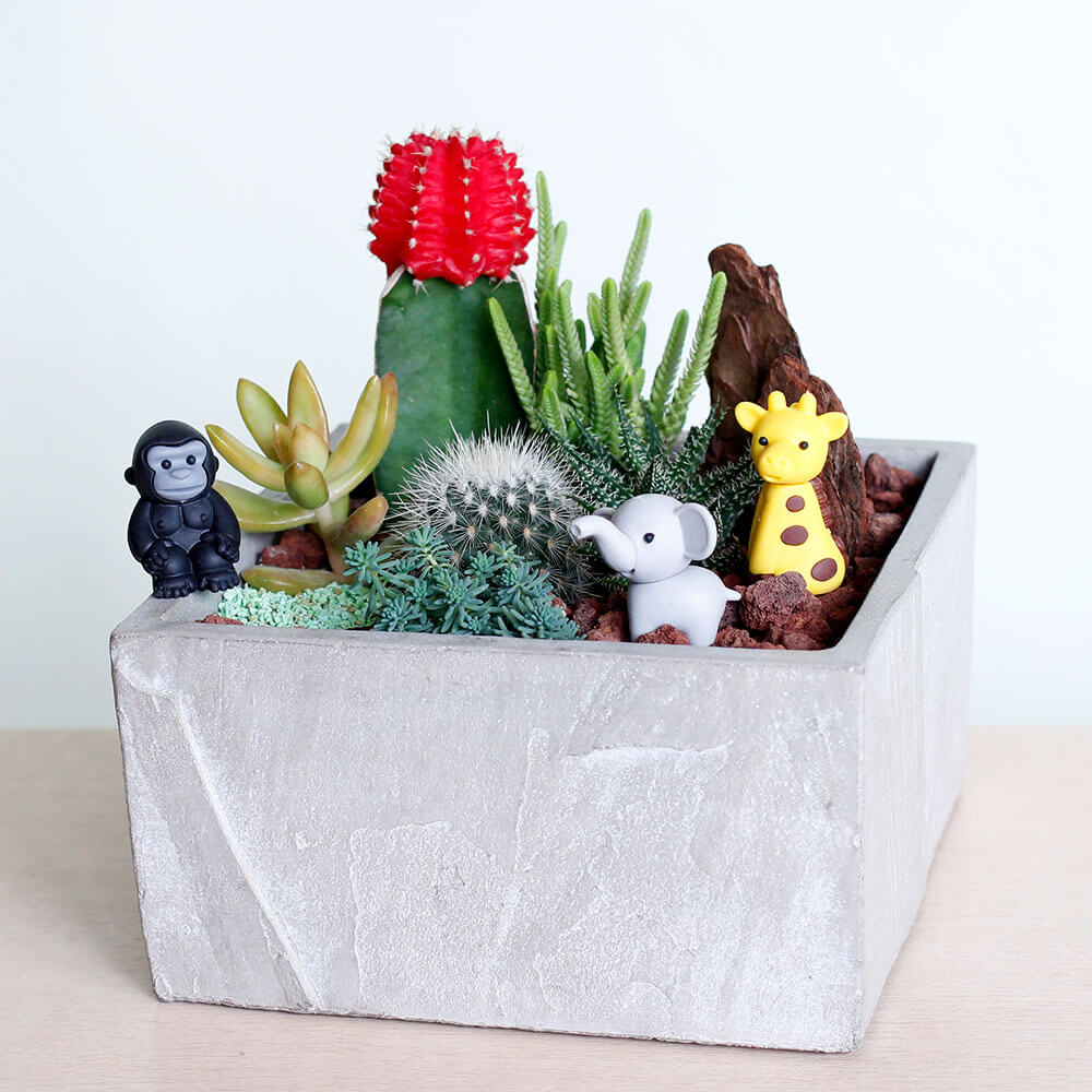 寄せ植え「サファリ・ガーデン」｜フラワーギフト通販ならイイハナ