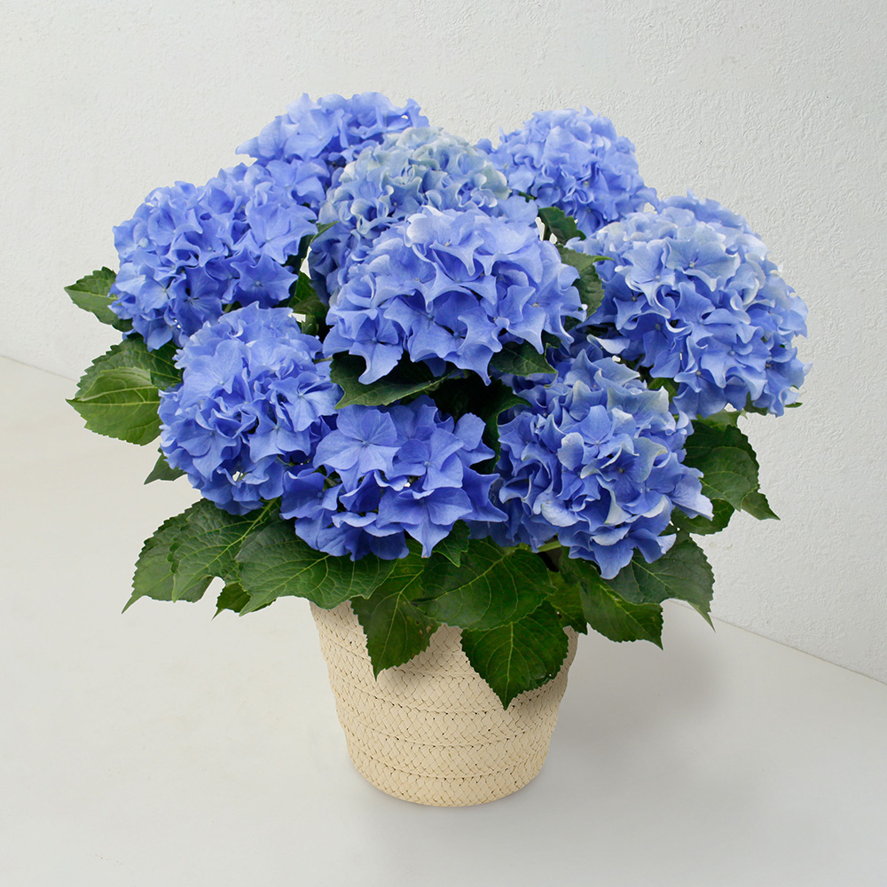 あじさいページ あじさい辞典 – 神戸市立森林植物園あじさい情報センター