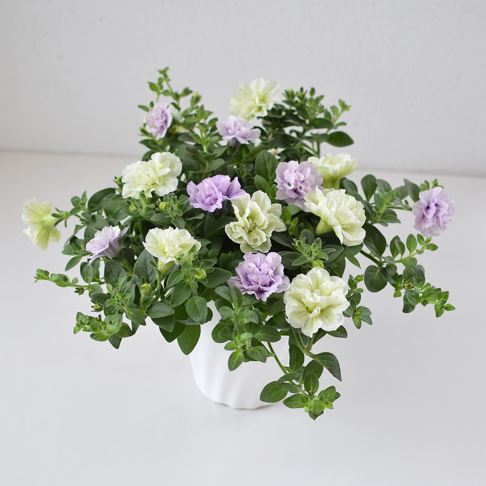 イイハナ】鉢植え「2色植え ペチュニア」│初夏の花特集
