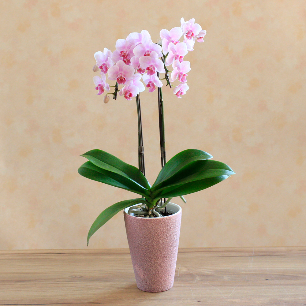 イランイラン鉢植え 開花中 蕾多数 26-1 イランイラン鉢植え 開花中 蕾