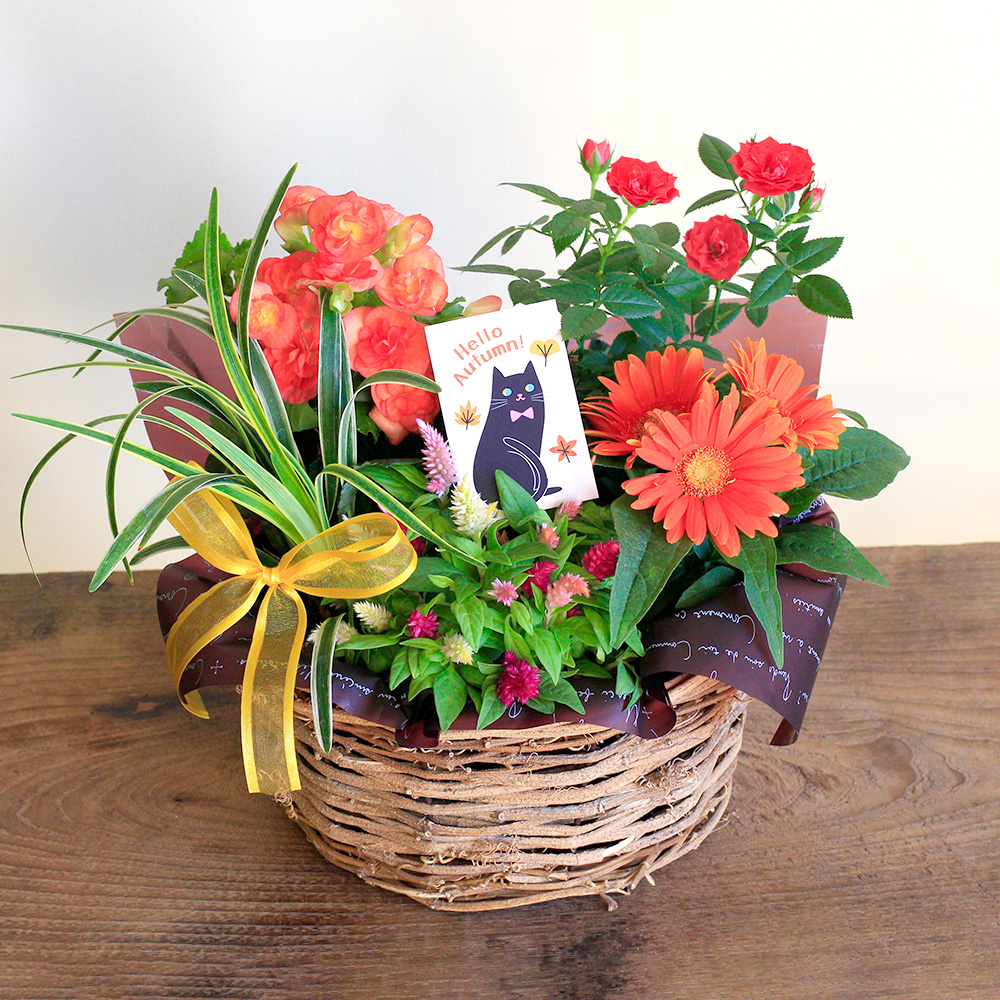 フラワー・ガーデニング imaruya_108 イイハナ】EX寄せ鉢「秋の音色～terra autumn」│花の翌日宅配